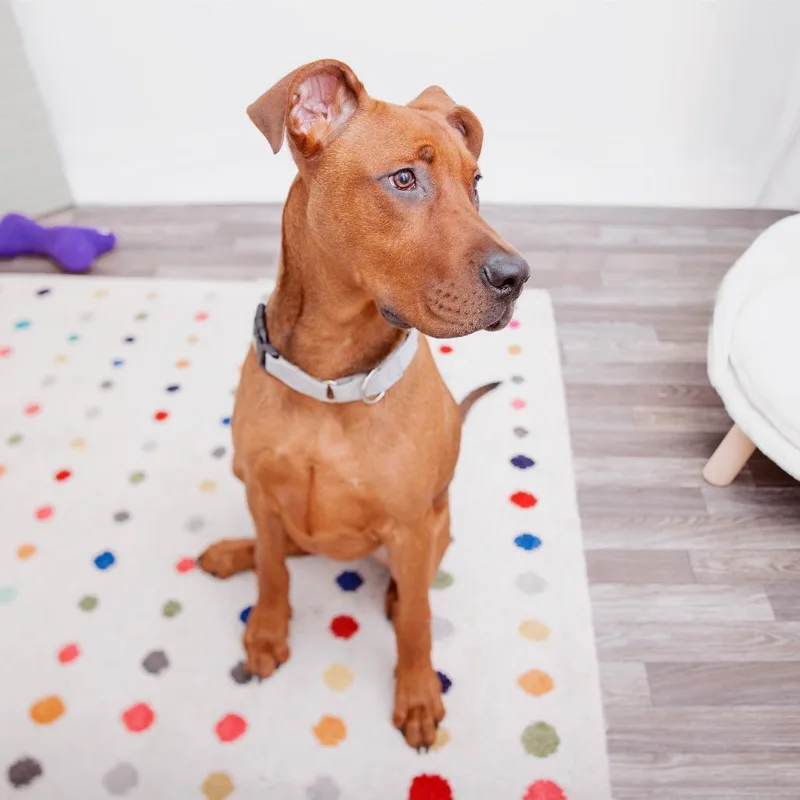 A young large-sized male Pit Bull Terrier dog named Atlas for adoption in Los Angeles, CA