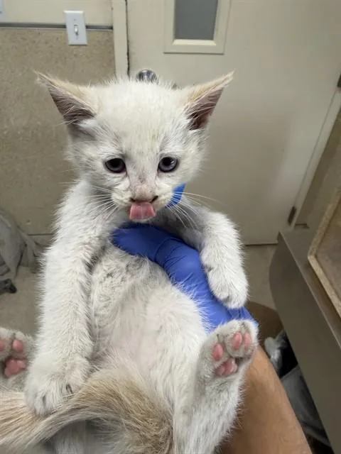 A baby small-sized male Domestic Short Hair cat named John for adoption in Riverside, CA