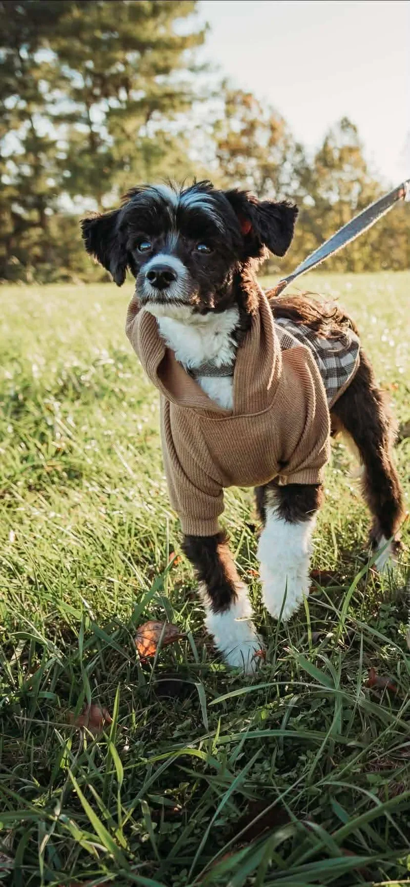 A senior small-sized male Chinese Crested Dog dog named Zeb for adoption in Knoxville, TN