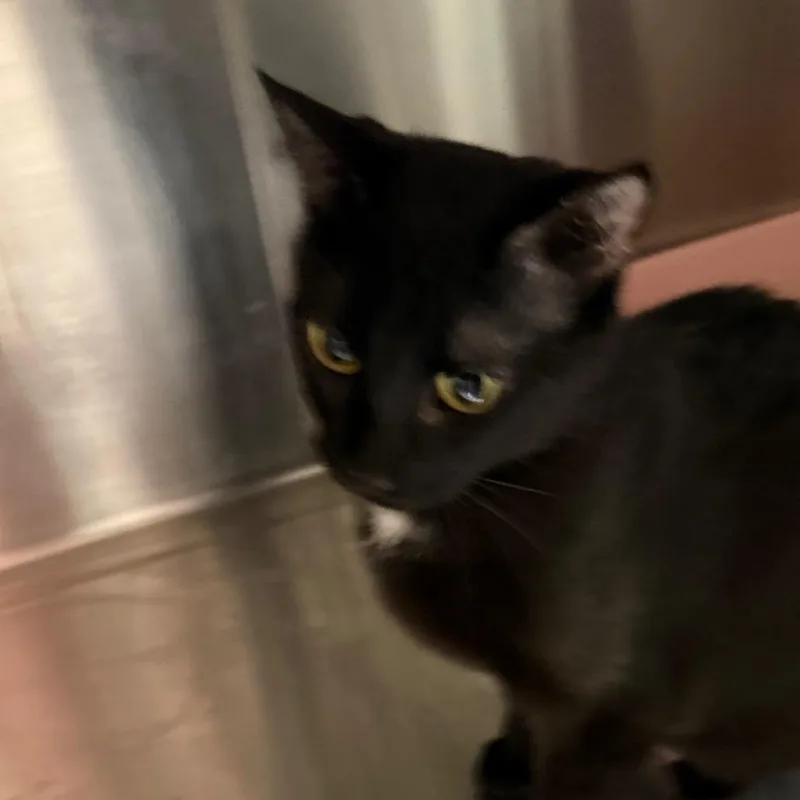 An adult medium-sized female American Shorthair cat named Luna for adoption in mount vernon, AR