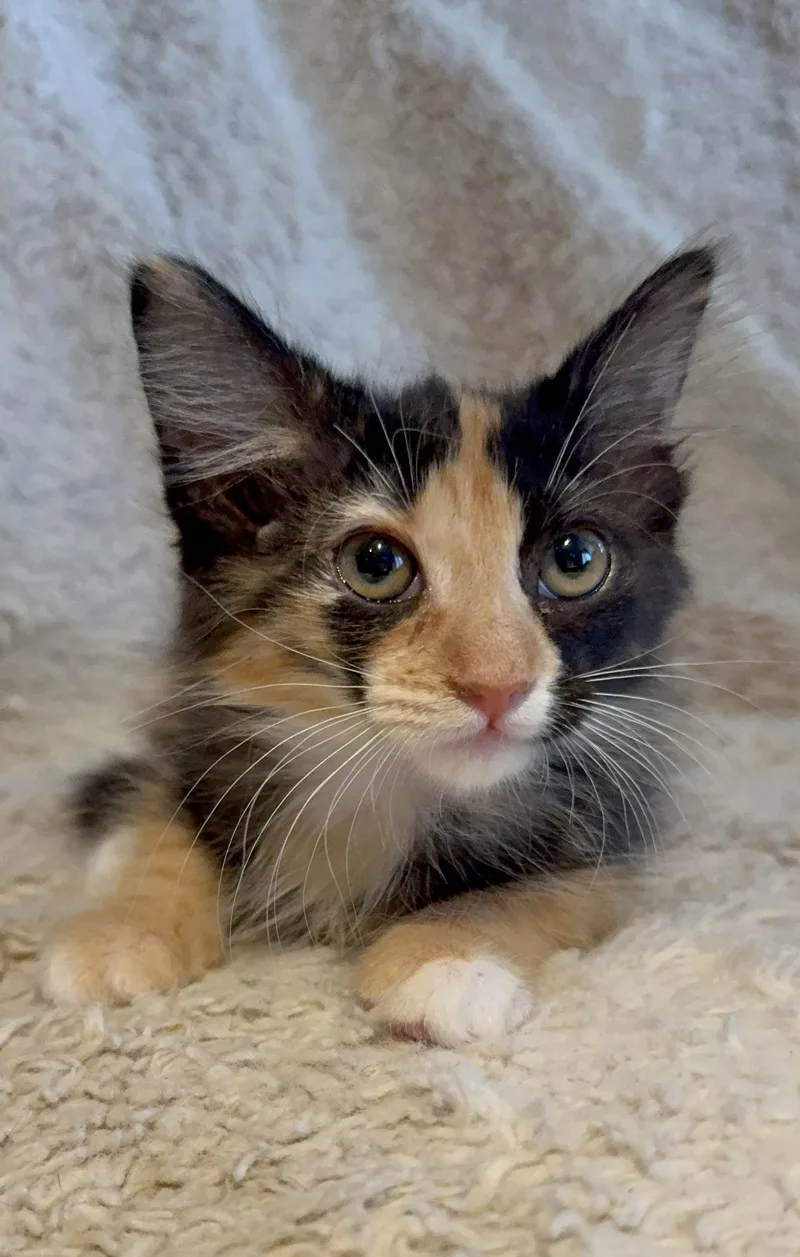 Zelda
