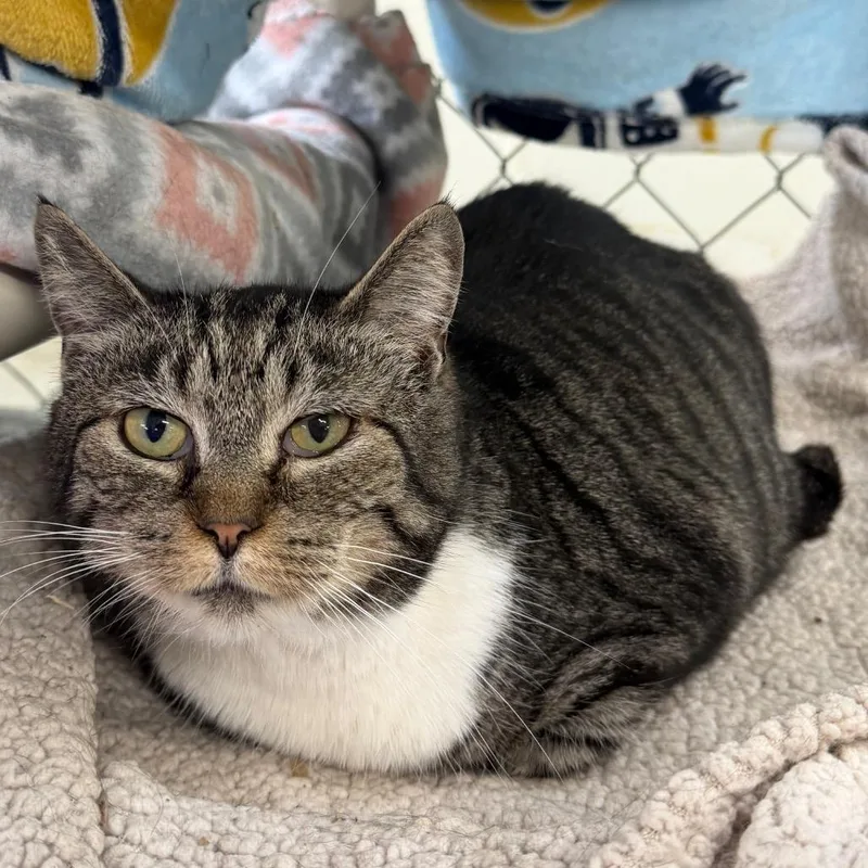 A young medium-sized female Brown / Chocolate Domestic Short Hair cat named Ann for adoption in East Smithfield , PA