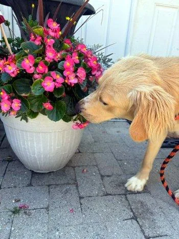A baby large-sized male Yellow / Tan / Blond / Fawn Golden Retriever dog named Dilly for adoption in Bedford Hills, NY