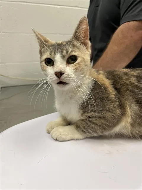 An adult medium-sized female Domestic Short Hair cat named Gidgit for adoption in Indianapolis, IN
