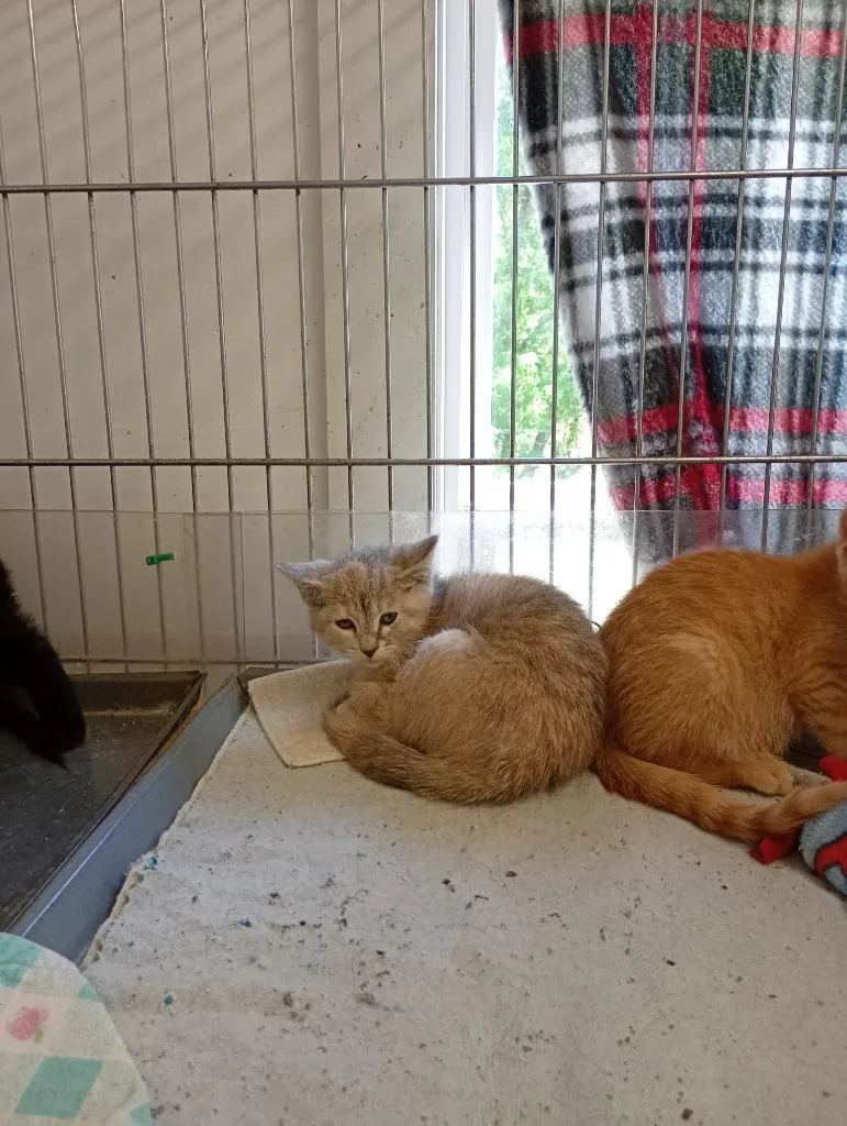 A baby small-sized female Domestic Short Hair cat named Cotton Candy for adoption in Saint James, MN