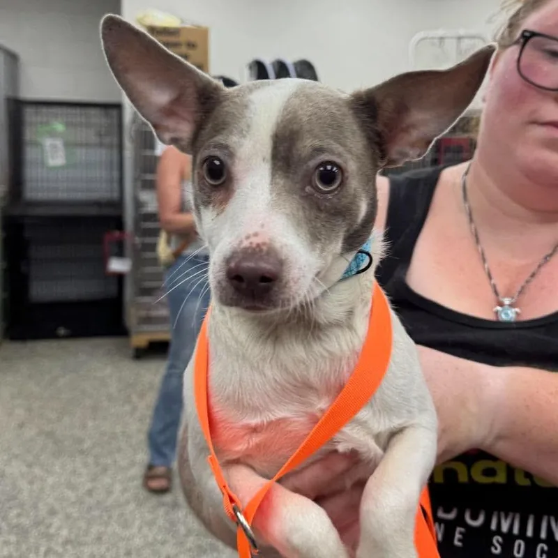 An adult small-sized male Brown / Chocolate Mixed Breed dog named Meatball for adoption in Fredericksburg, VA