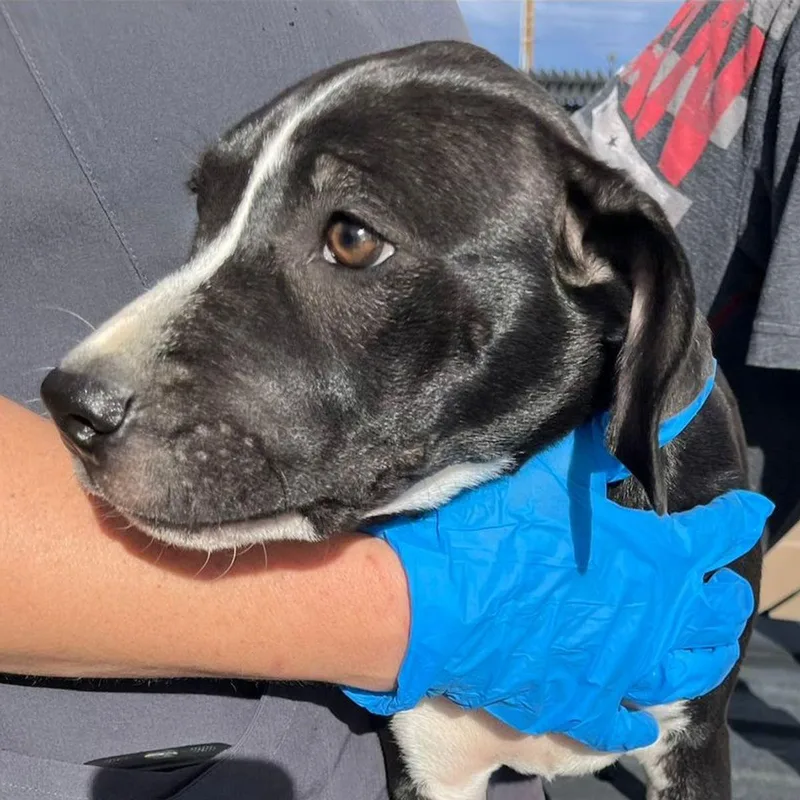 A young medium-sized female Cane Corso dog named Spazz for adoption in Kingman, AZ