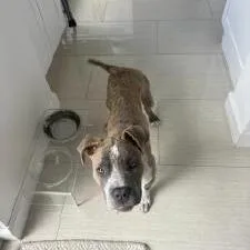 A baby medium-sized female Apricot / Beige Mixed Breed dog named Precious for adoption in West Palm Beach, FL