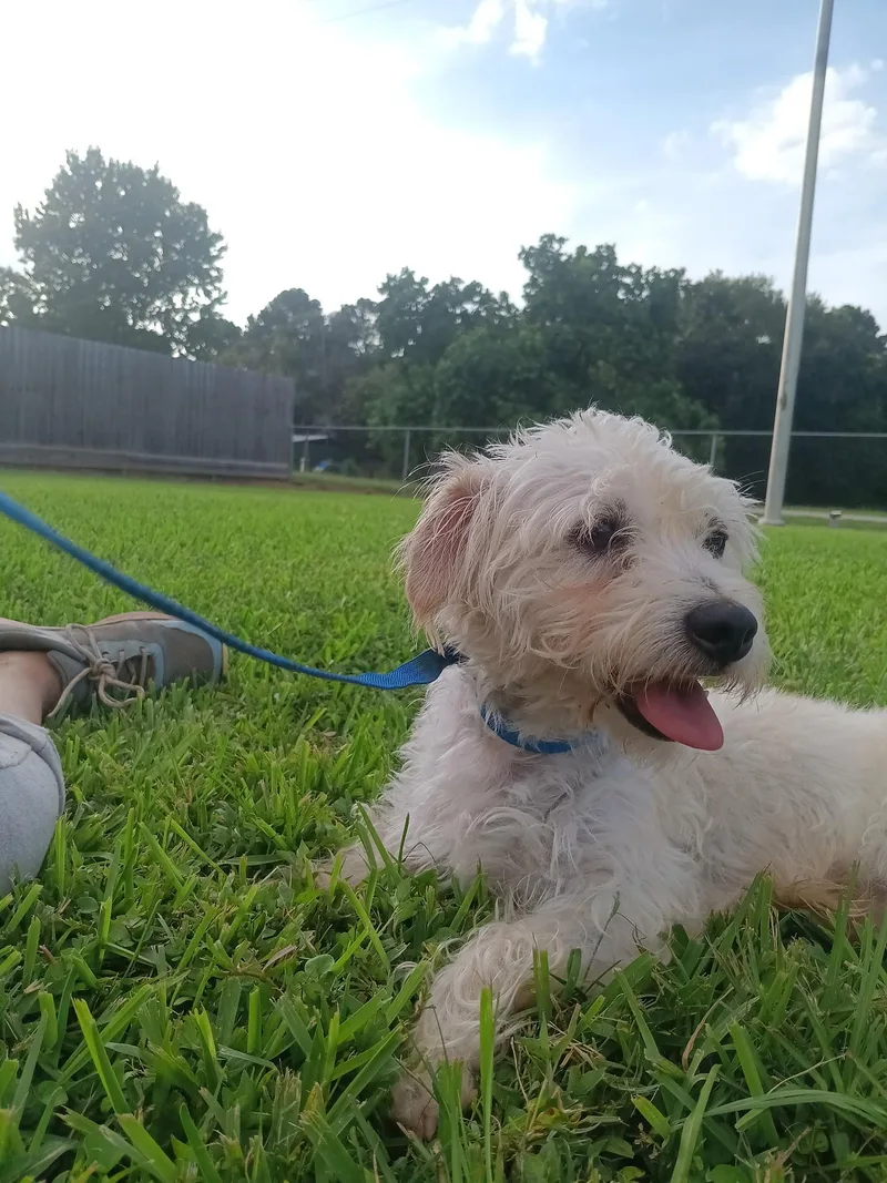 A young small-sized male White / Cream Miniature Poodle dog named Jasper for adoption in Spring, TX