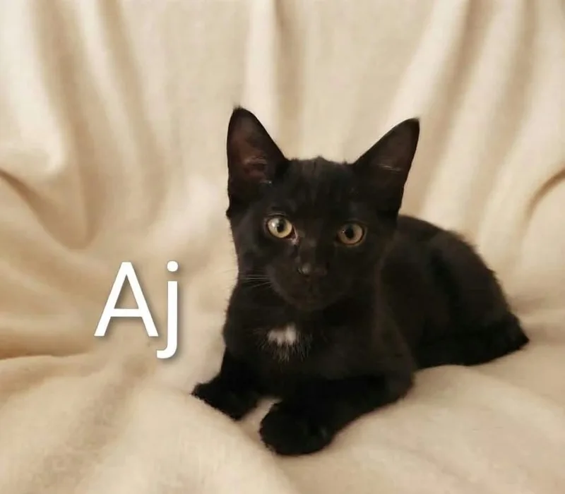 Aj thumbnail 2