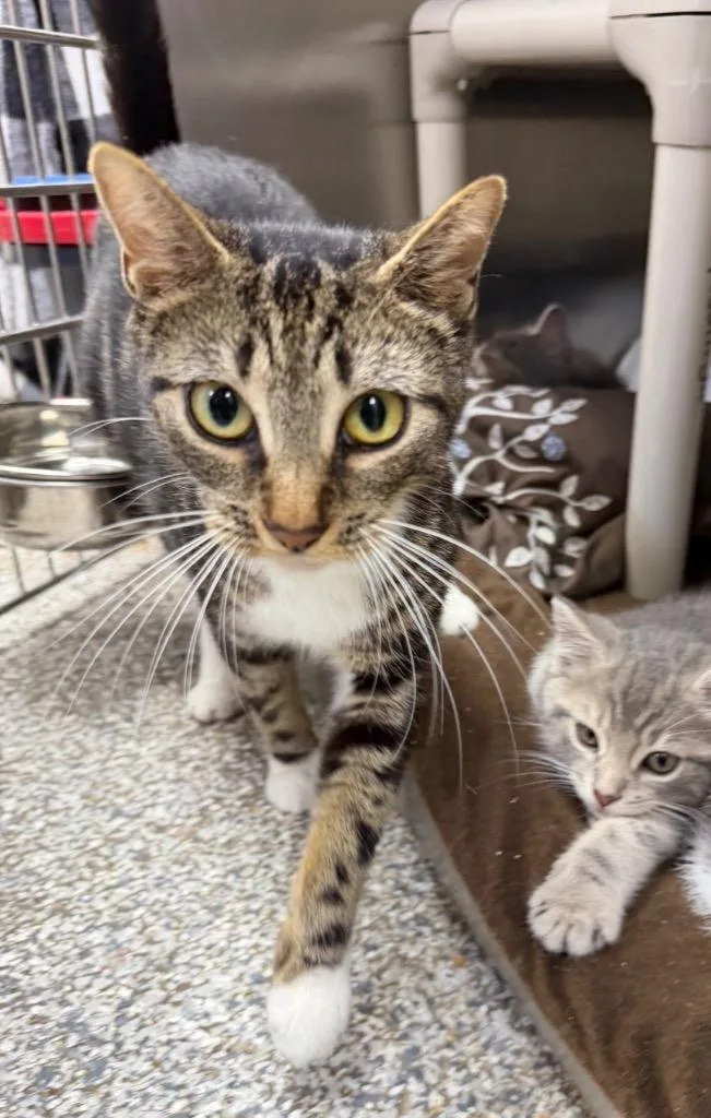 A young medium-sized female Domestic Short Hair cat named Little Bo Peep for adoption in Pomona, NY