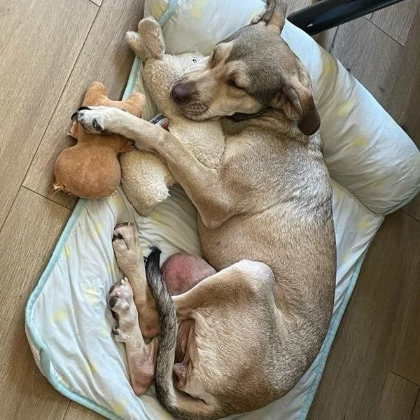 An adult small-sized female Mixed Breed dog named Pilay for adoption in Vallejo, CA