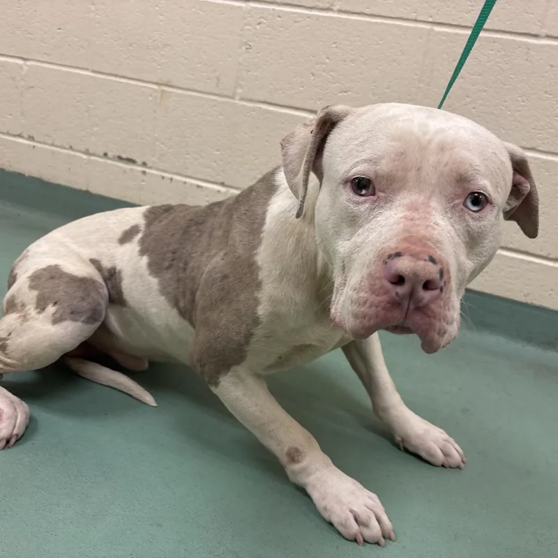 An adult medium-sized male White / Cream Mixed Breed dog named Regal for adoption in Bartlett, TN