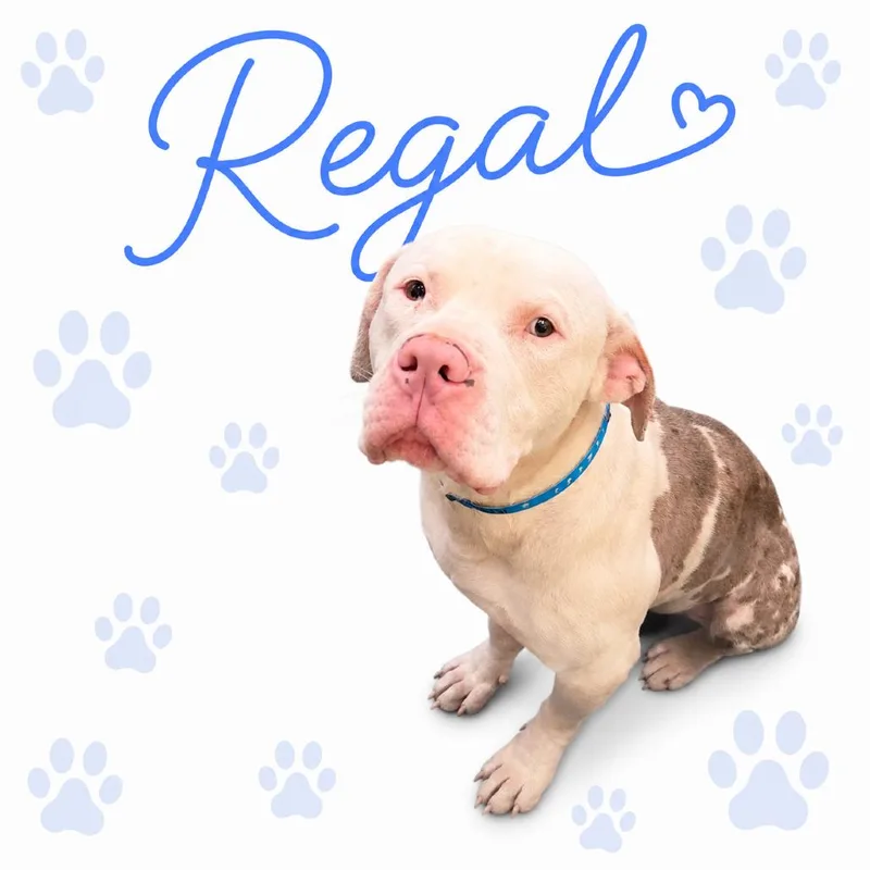 Regal thumbnail 2
