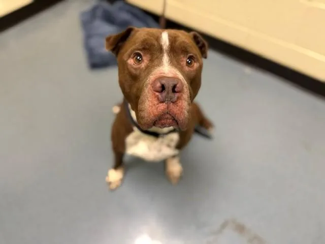 An adult medium-sized male Pit Bull Terrier dog named Post It Note for adoption in Denver, CO