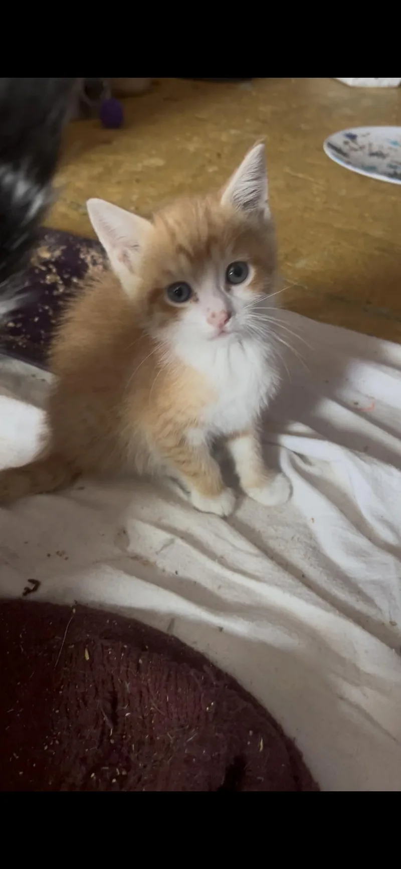A baby medium-sized male Orange & White Tabby cat named Biscotti for adoption in Newark valley, NY