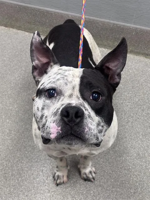 A young large-sized male Pit Bull Terrier dog named Romeo for adoption in Las Vegas, NV