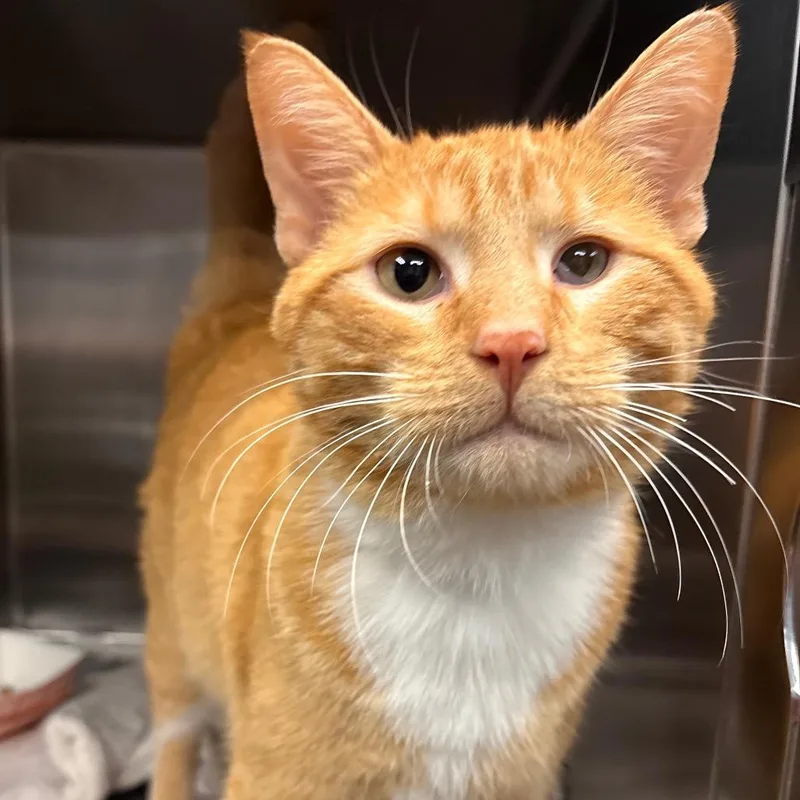 Officer Poundcake thumbnail 2