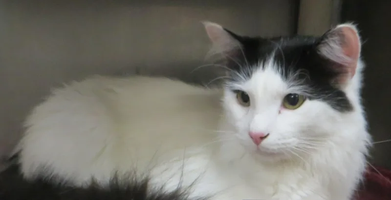 An adult medium-sized male Domestic Long Hair cat named Reise for adoption in Taunton, MA