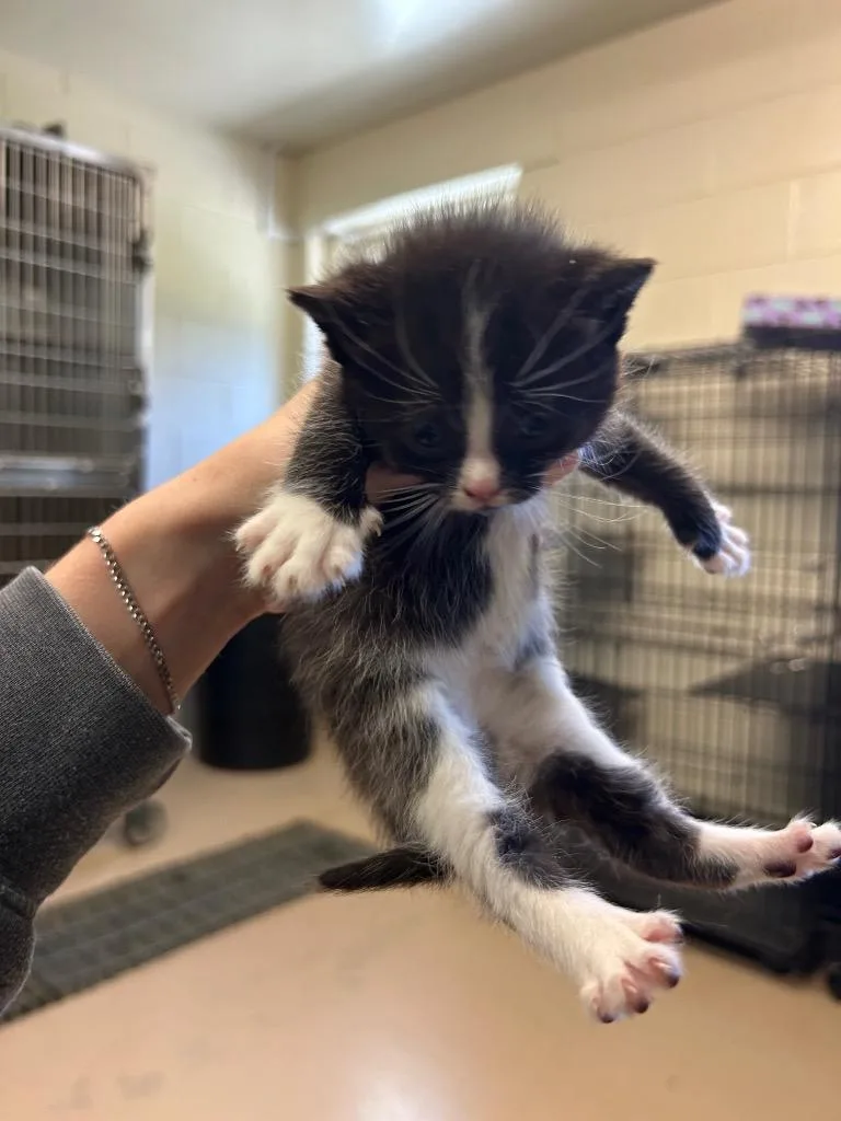 A baby medium-sized female Domestic Short Hair cat named Yogi for adoption in Mineral, VA