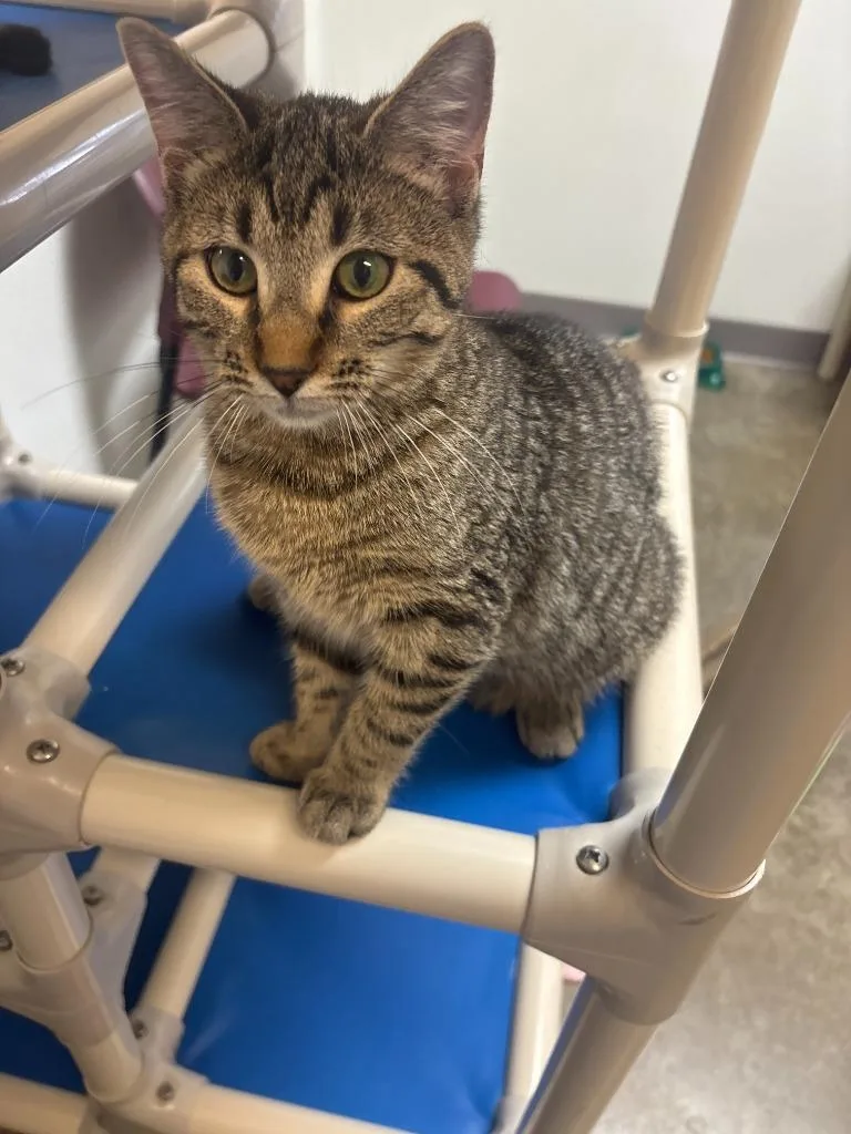 Chiabatta thumbnail 3