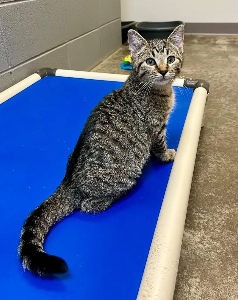 Chiabatta thumbnail 4