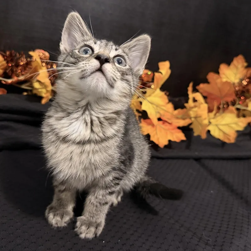 A baby small-sized male Tabby cat named Fritz for adoption in Fayetteville, GA