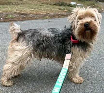 An adult medium-sized male Yorkshire Terrier dog named Zeus for adoption in Dedham, MA