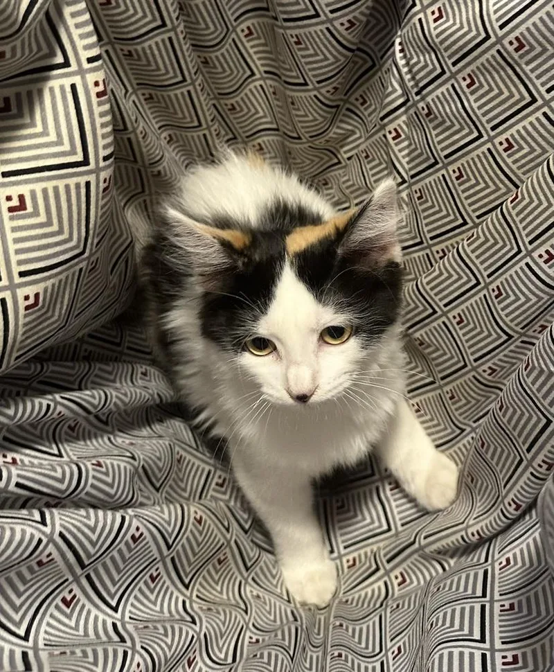 A baby medium-sized female Domestic Long Hair cat named Dora for adoption in Lafayette, CO