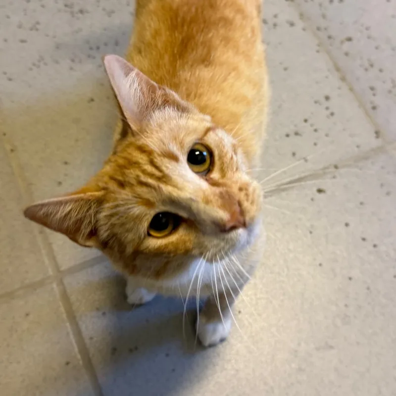 An adult small-sized male Orange & White Domestic Short Hair cat named Tipsy for adoption in Hays, KS