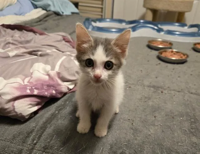 A baby small-sized female Domestic Short Hair cat named Rosie for adoption in West Valley City, UT