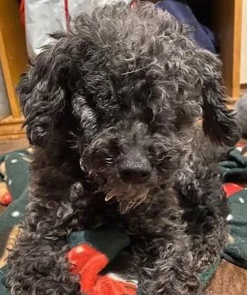 A senior small-sized female Black Miniature Poodle dog named Wednesday for adoption in Dripping Springs, TX
