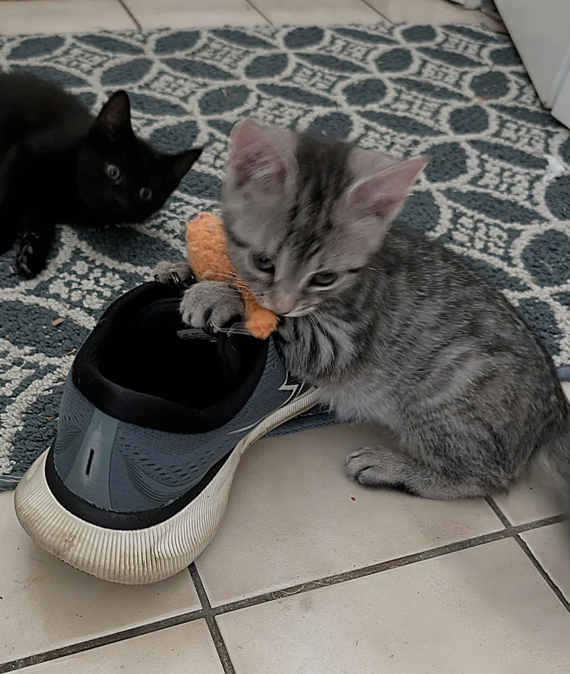 A baby medium-sized female Domestic Short Hair cat named Clawdia for adoption in Whitehall, PA