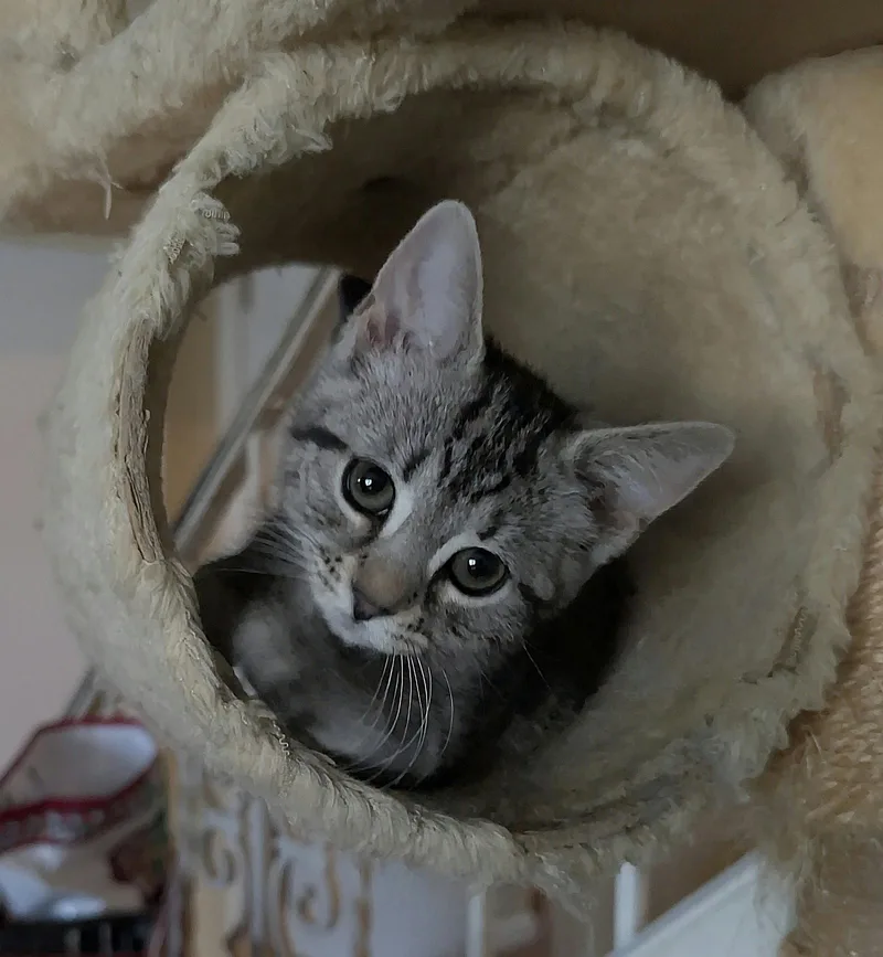 Clawdia thumbnail 2