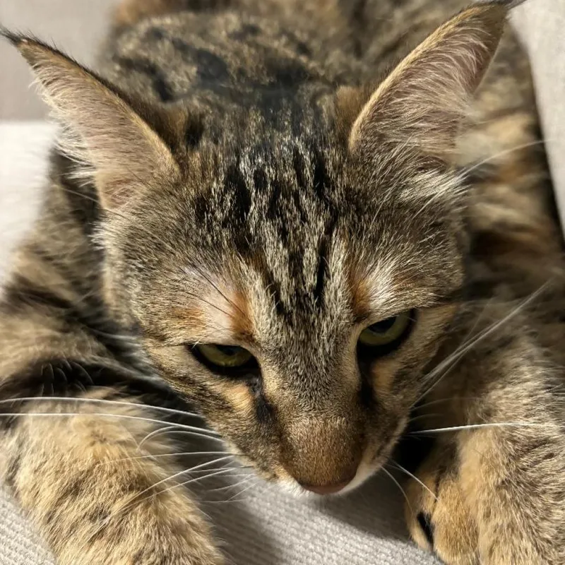 Charlotte  Afghanistan thumbnail 2