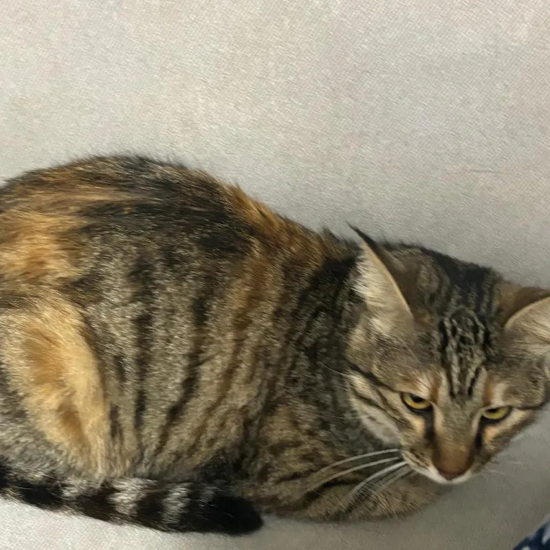 Charlotte  Afghanistan thumbnail 3