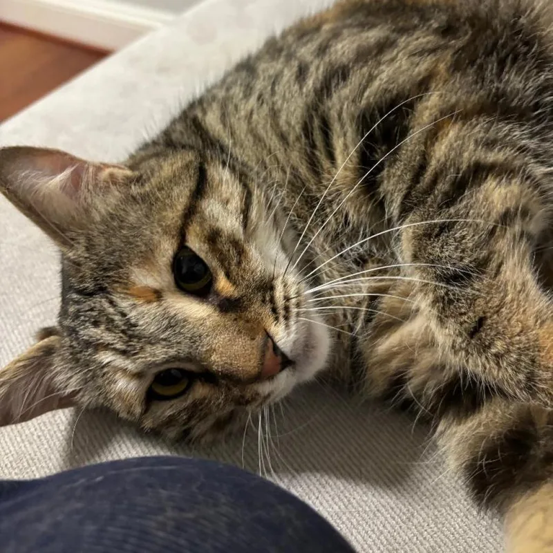 Charlotte  Afghanistan thumbnail 4