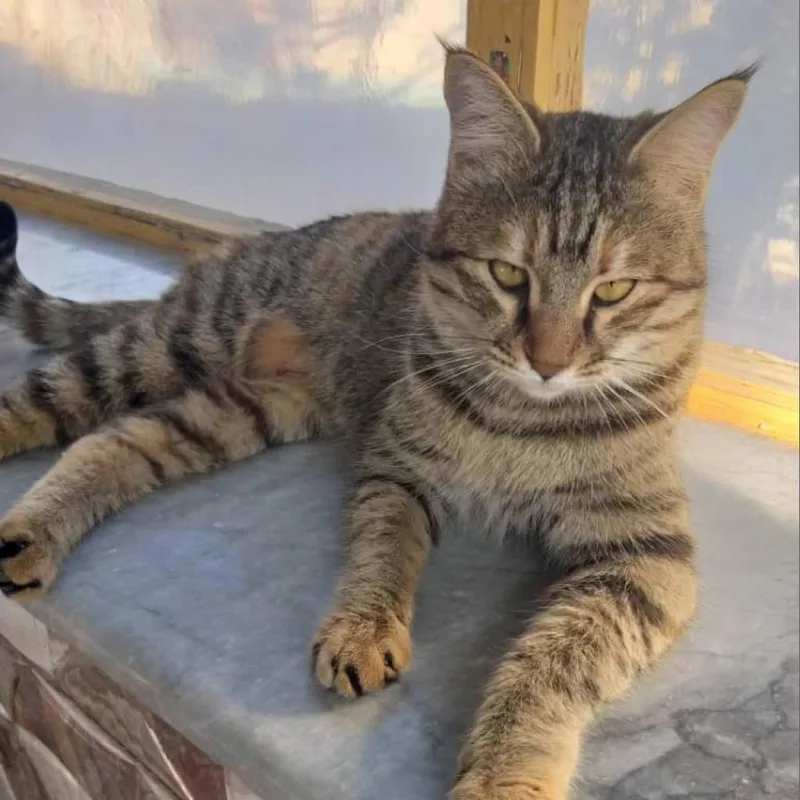 Charlotte  Afghanistan thumbnail 6