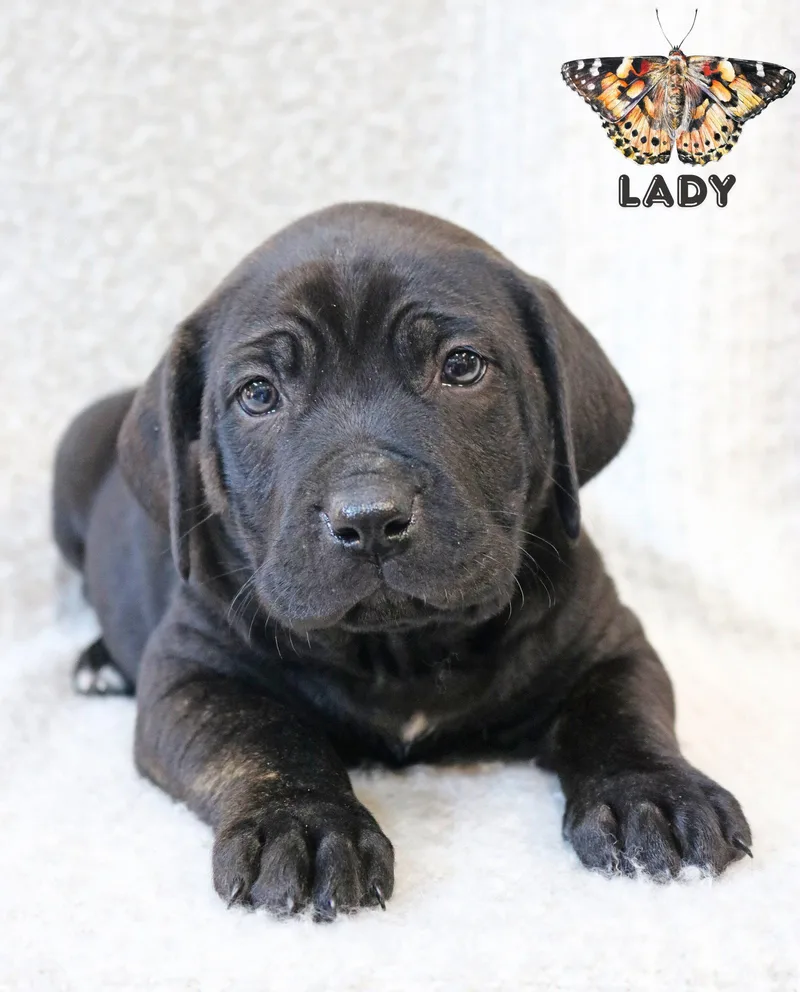 Lady Wingsoflove thumbnail 2