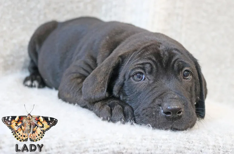 Lady Wingsoflove thumbnail 3