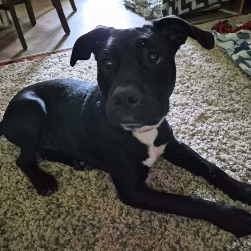 A young small-sized male Black Labrador Retriever dog named Chance for adoption in Richmond, IN