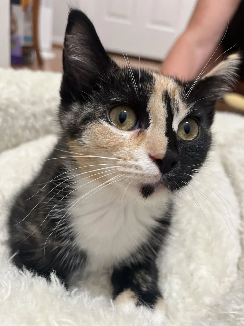 A baby medium-sized female Domestic Short Hair cat named Sage for adoption in Herndon, VA