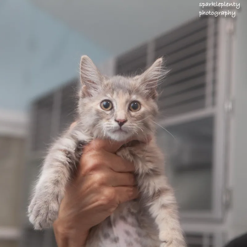 A baby medium-sized female Dilute Tortoiseshell Domestic Short Hair cat named Lovie for adoption in Ridgefield, CT