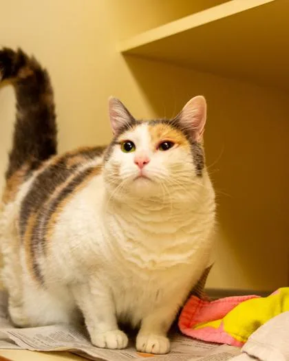 An adult medium-sized female Domestic Short Hair cat named Clutch for adoption in Chamblee, GA