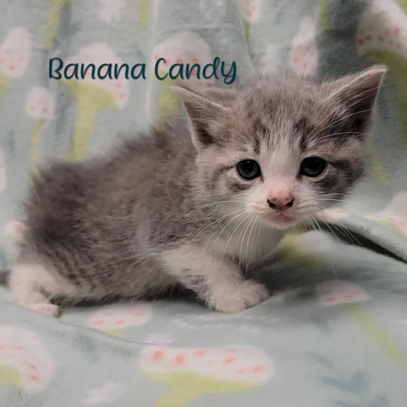 Banana Candy