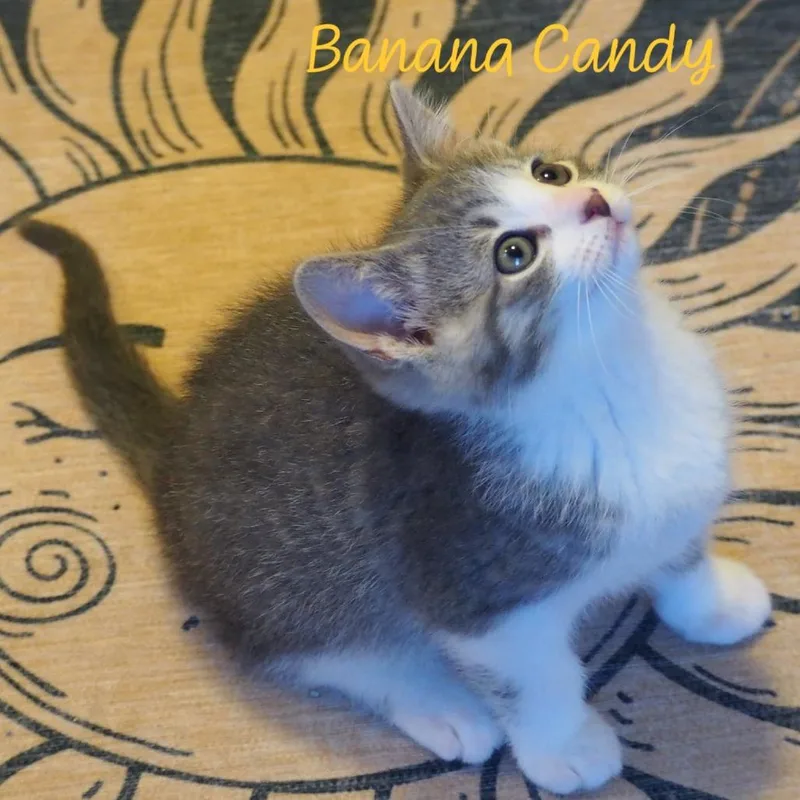 Banana Candy thumbnail 2