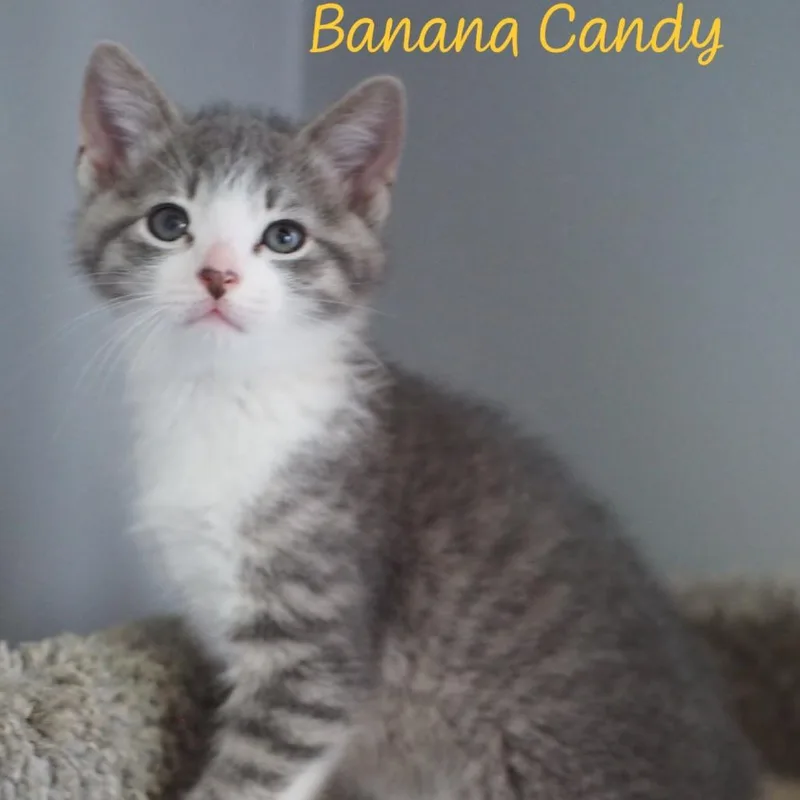Banana Candy thumbnail 3