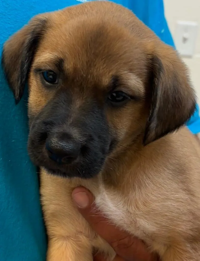 A baby small-sized male Beagle dog named Kraken for adoption in Elizabethton, TN