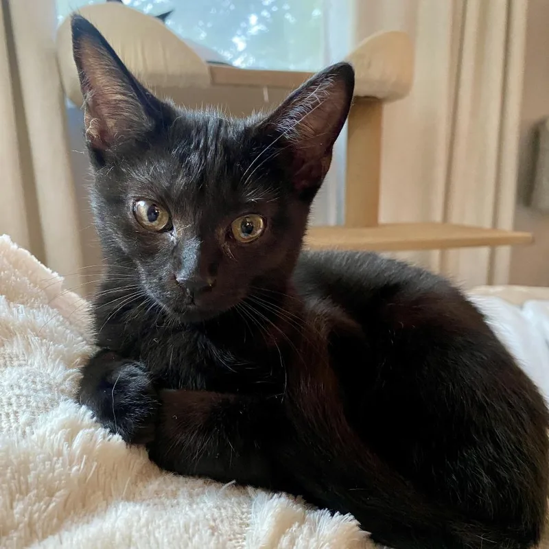 A baby small-sized female Black Domestic Short Hair cat named Nora for adoption in Herrin, IL