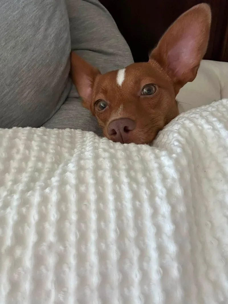 An adult small-sized female Brown / Chocolate Chihuahua dog named Pearl for adoption in Oakdale, CA